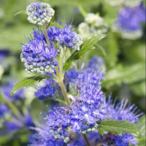 Ořechokřídlec květ