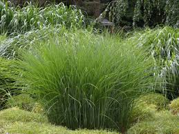 Ozdobnice Čínská Gracillimus - Miscanthus sinensis Gracillimus