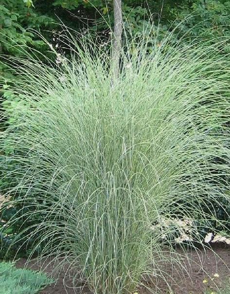 Ozdobnice čínská Miscanthus sinensis