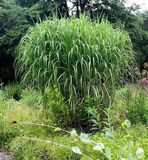 Ozdobnice obrovská Miscanthus giganteus