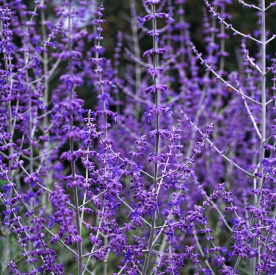 Perovskia Blue Spire