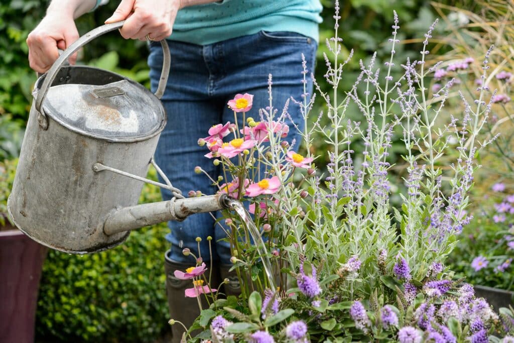 Perovskie pěstování