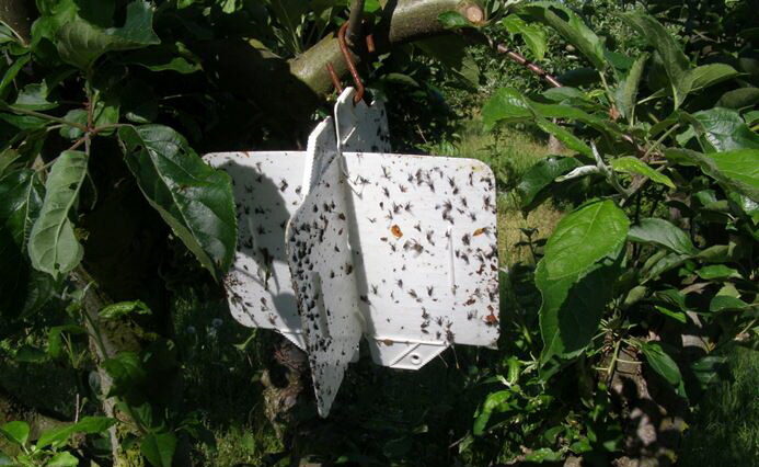 Bílé lepové desky