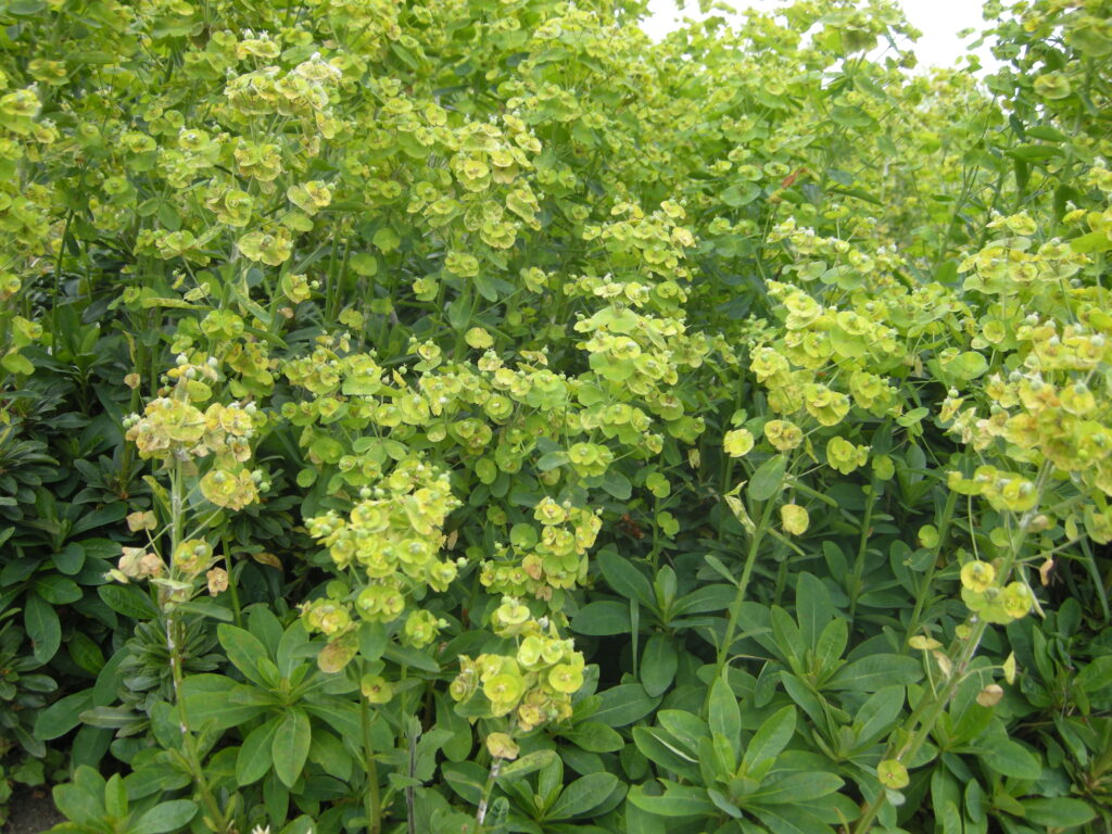 Pryšec (Euphorbia amygdaloides var. robbiae)