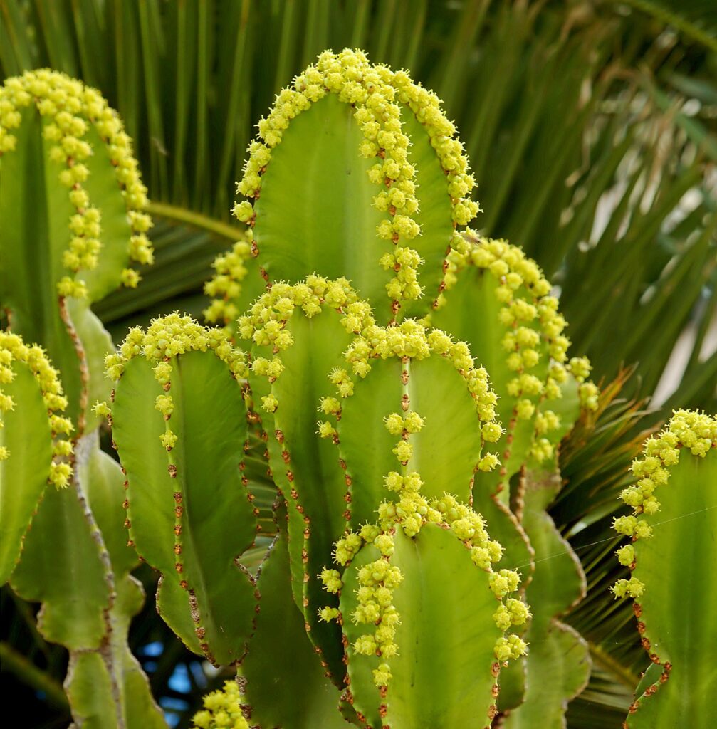 Pryšec (Euphorbia candelabrum)