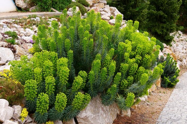 Pryšec (Euphorbia characias ssp. wulfenii)