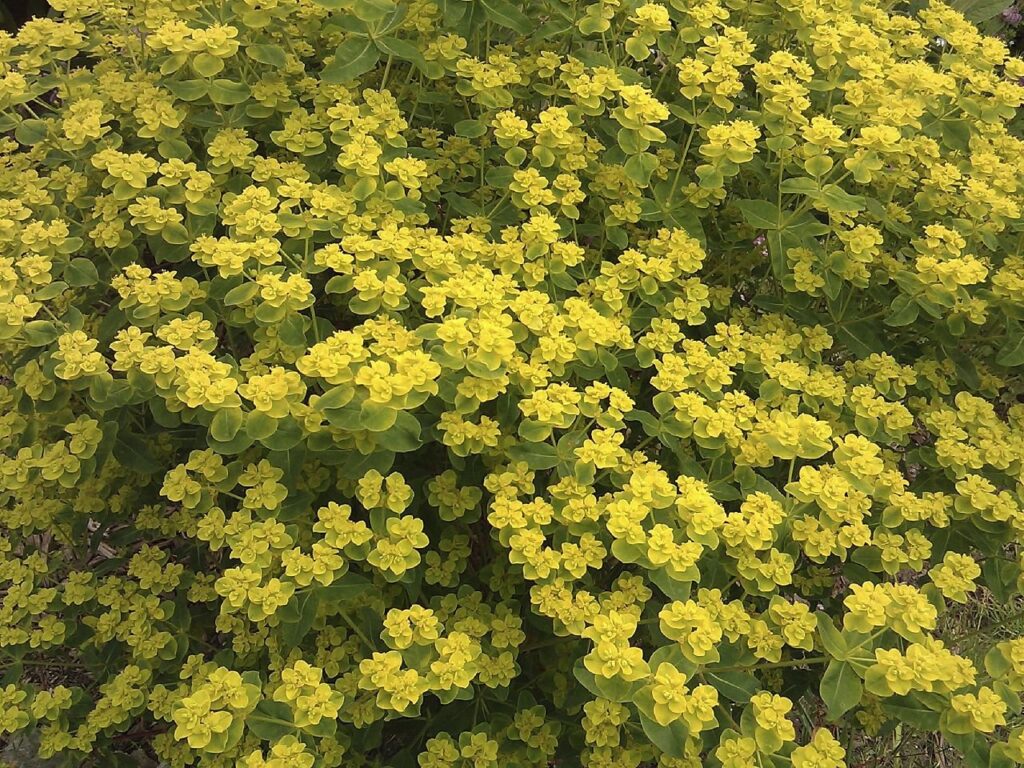 Pryšec (Euphorbia corallioides)