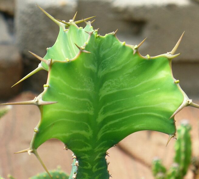 Pryšec (Euphorbia grandicornis)