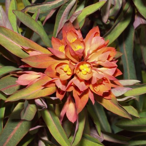 Pryšec (Euphorbia griffithii)