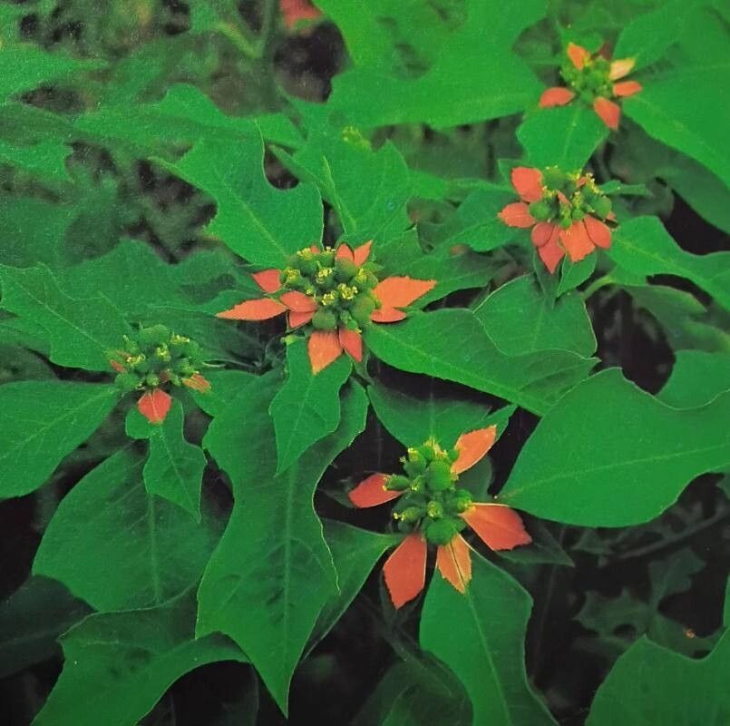 Pryšec (Euphorbia heterophylla)