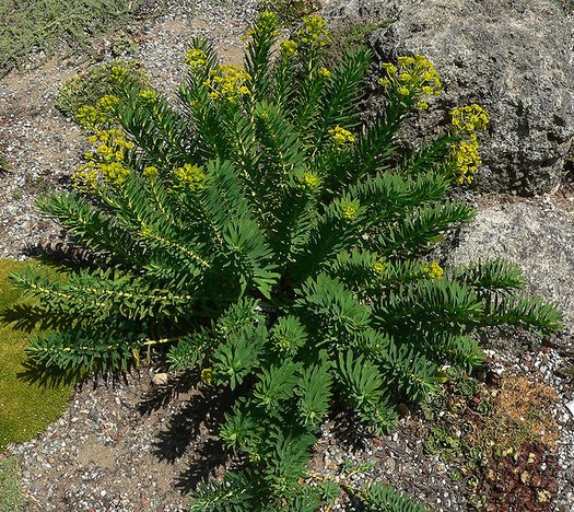 Pryšec (Euphorbia nicaeensis)