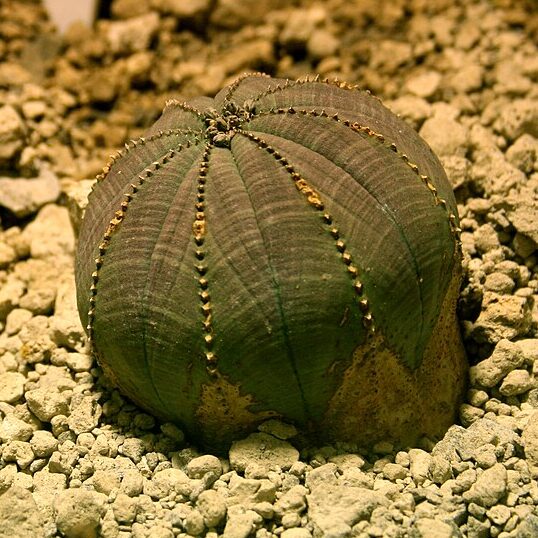 Pryšec (Euphorbia obesa)