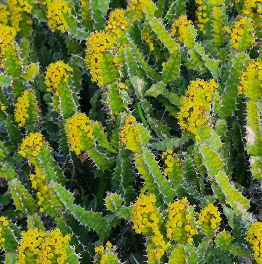 Pryšec (Euphorbia pseudocactus)
