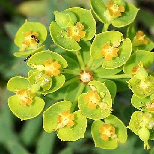 Pryšec (Euphorbia seguieriana)
