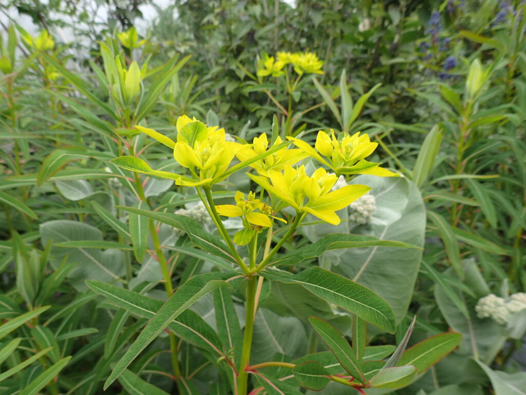 Pryšec (Euphorbia sikkimensis)