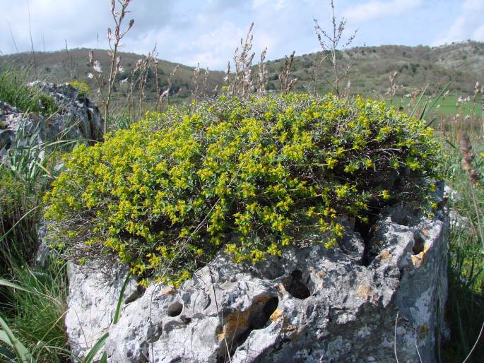 Pryšec (Euphorbia spinosa)