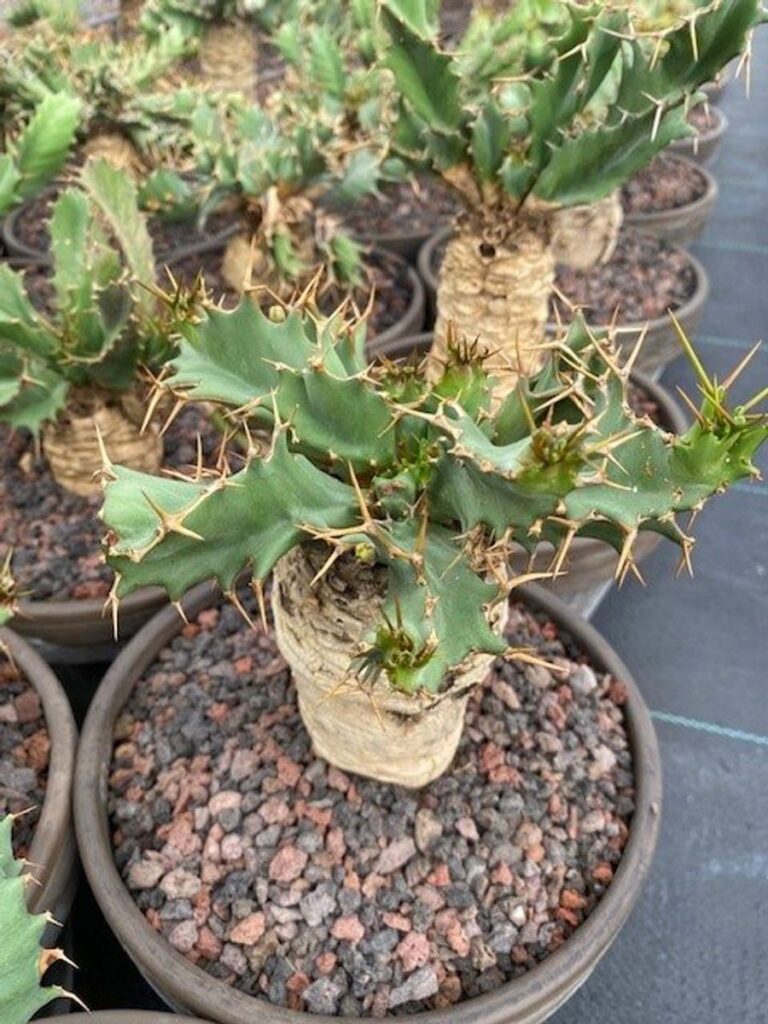 Pryšec (Euphorbia tortirama)