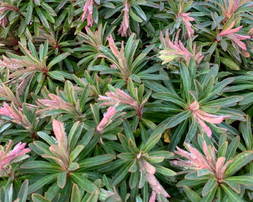 Pryšec (Euphorbia × martinii)