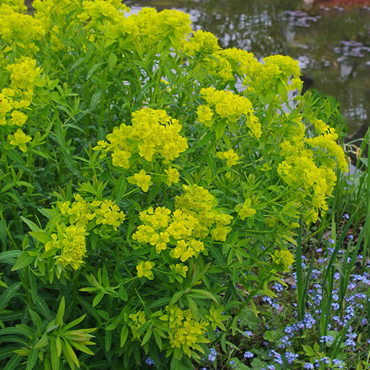 Pryšec bahenní (Euphorbia palustris)