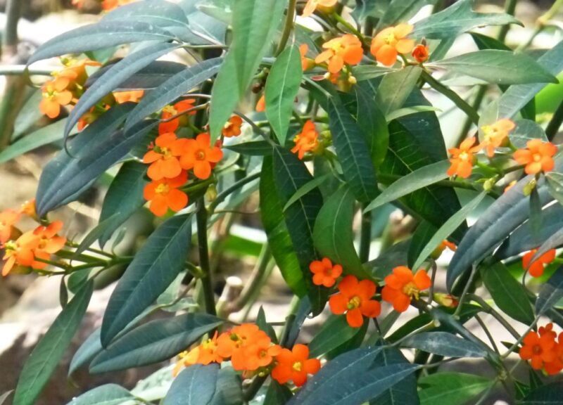 Pryšec blýskavý (Euphorbia fulgens)