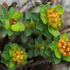 Pryšec hlavičkovitý (Euphorbia capitulata)