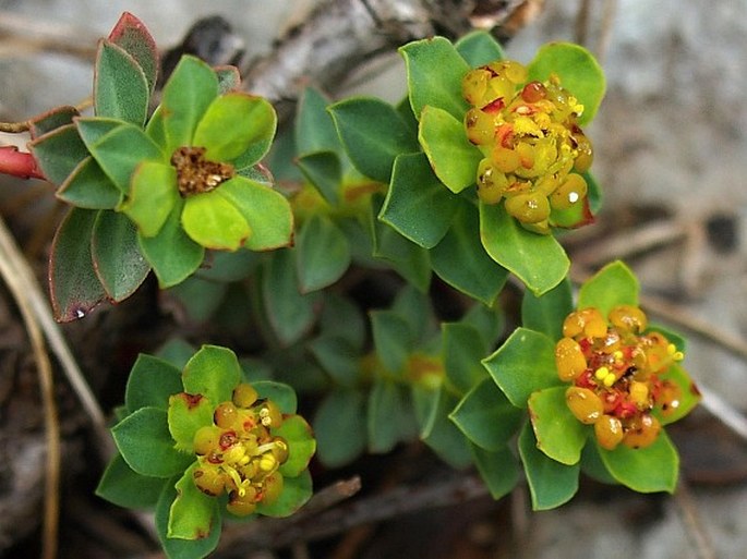 Pryšec hlavičkovitý (Euphorbia capitulata)