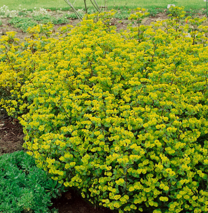 Pryšec mandloňovitý (Euphorbia amygdaloides)