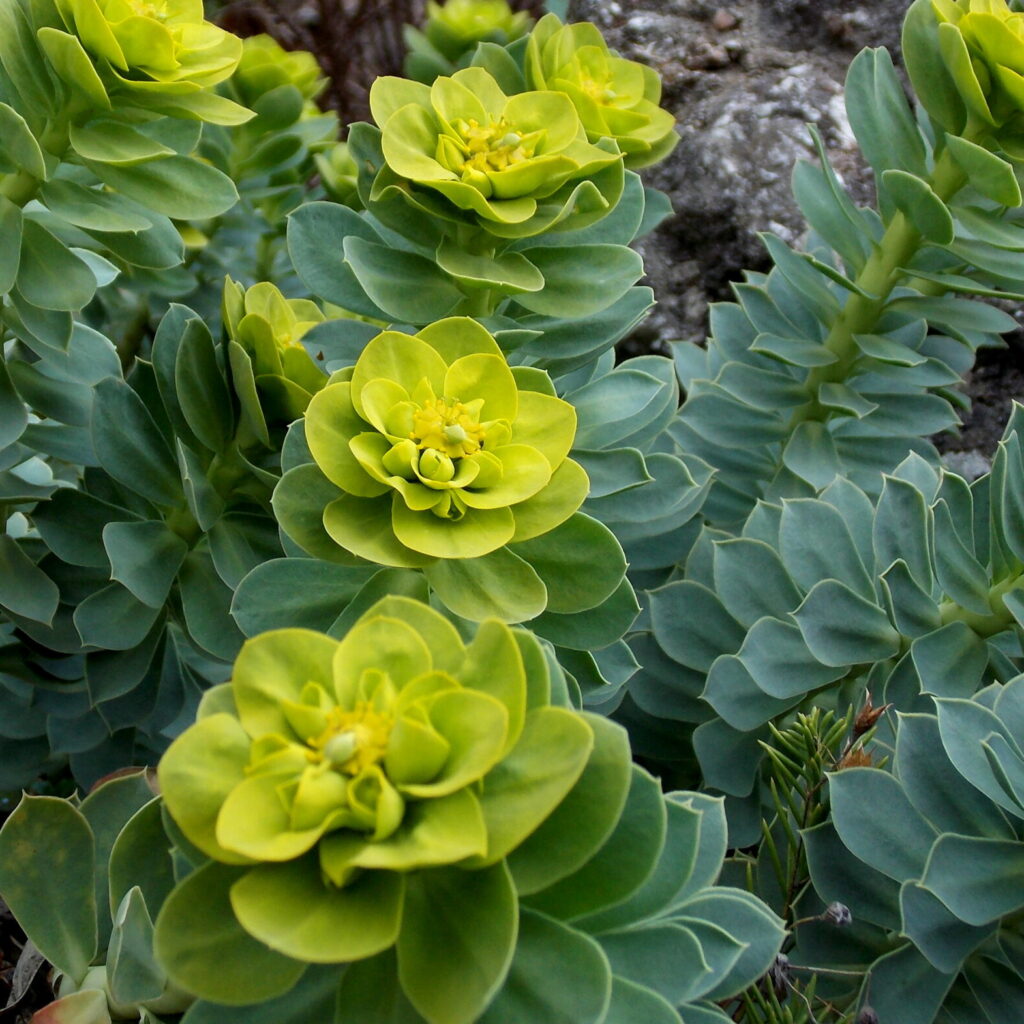 Pryšec myrtovitý (Euphorbia myrsinites)