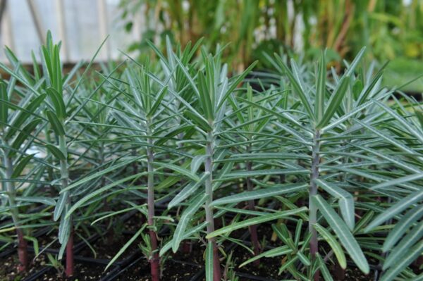 Pryšec skočcový (Euphorbia lathyris)