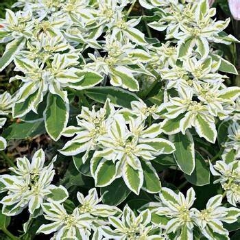 Pryšec vroubený (Euphorbia marginata)