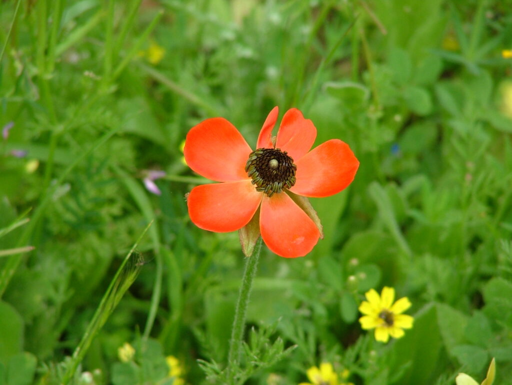Pryskyřník asijský (Ranunculus asiaticus)