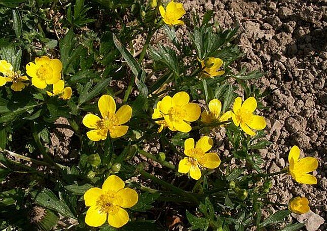 Pryskyřník plazivý (Ranunculus repens)