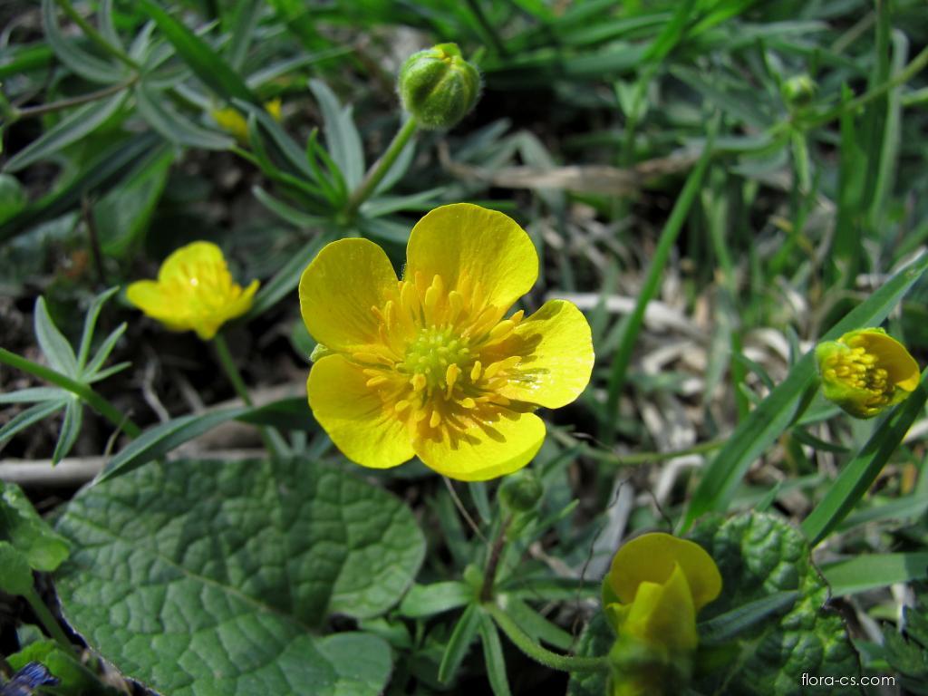 Pryskyřník prudký (Ranunculus acris)