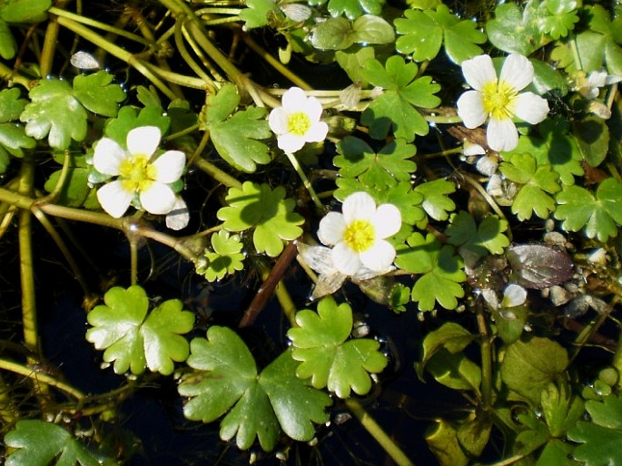 Pryskyřník vodní (Ranunculus aquatilis)