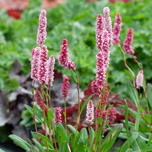 Rdesno (Persicaria)