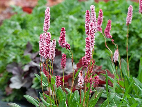 Rdesno (Persicaria)