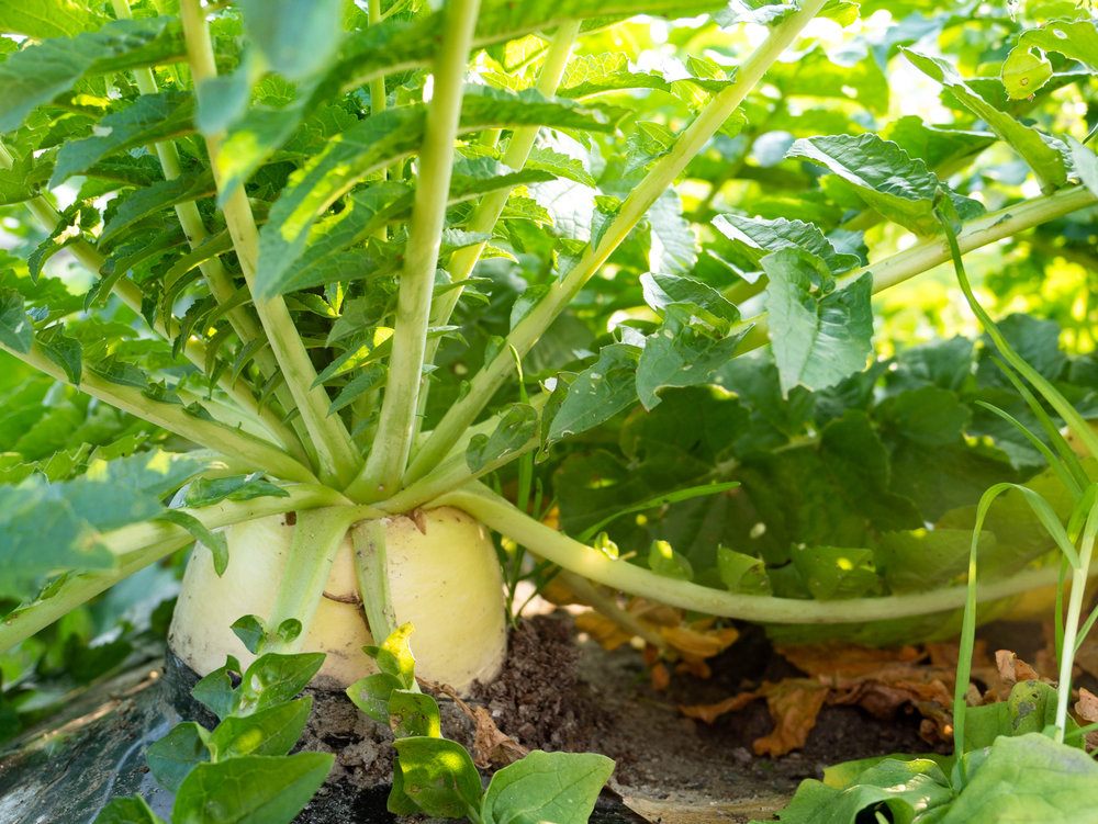 Ředkev setá olejná - Raphanus sativus var. oleiferus