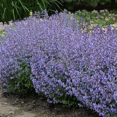 Šanta kočičí 12 Šanta zkřížená - Nepeta × faassenii