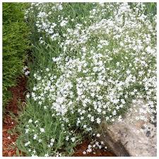 Šater plazivý - Gypsophila repens