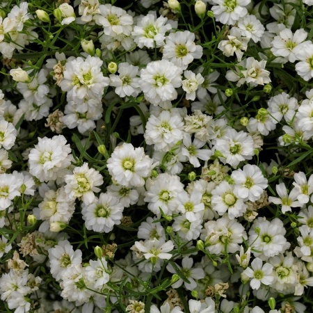 Šater zední - Gypsophila muralis