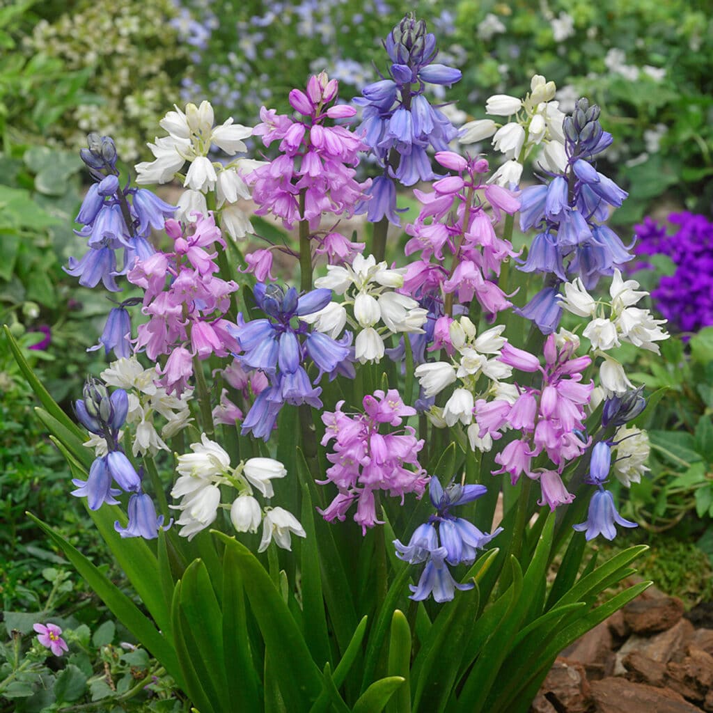 Scilla hispanica​