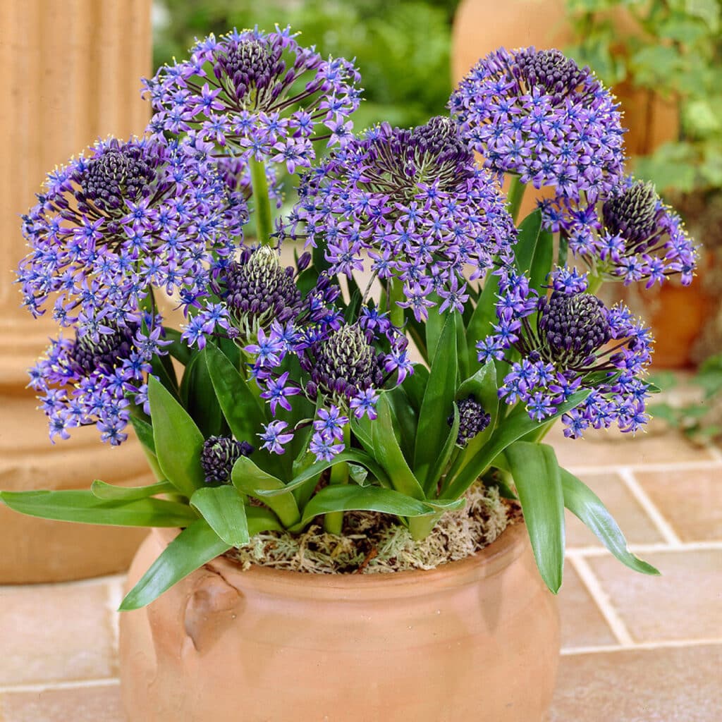Scilla peruviana​