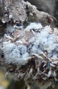 Jak se zbavit mravenců 33 Vlnatka krvavá - kolonie