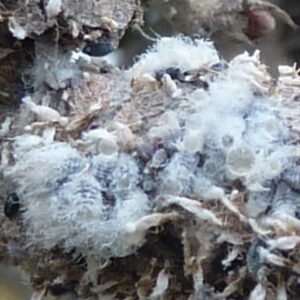 Vlnatka krvavá - kolonie