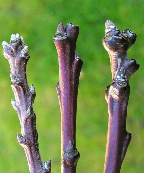 Vlnovník višňový - poškození letorostů slivoně