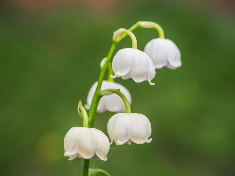 Konvalinka vonná (Convallaria majalis)​