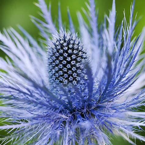 Máčka alpská 'Superbum' (Eryngium alpinum 'Superbum')