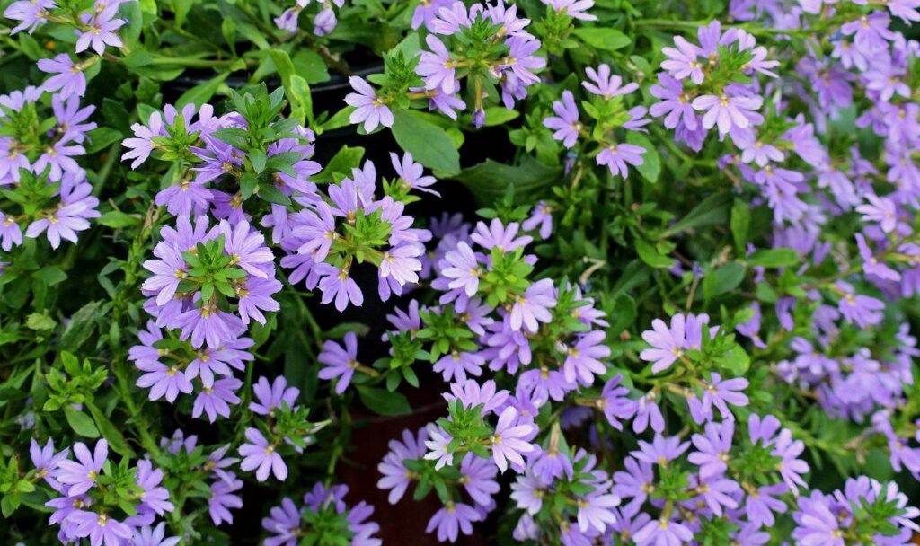 Vějířovka nezlomná (Scaevola humilis)