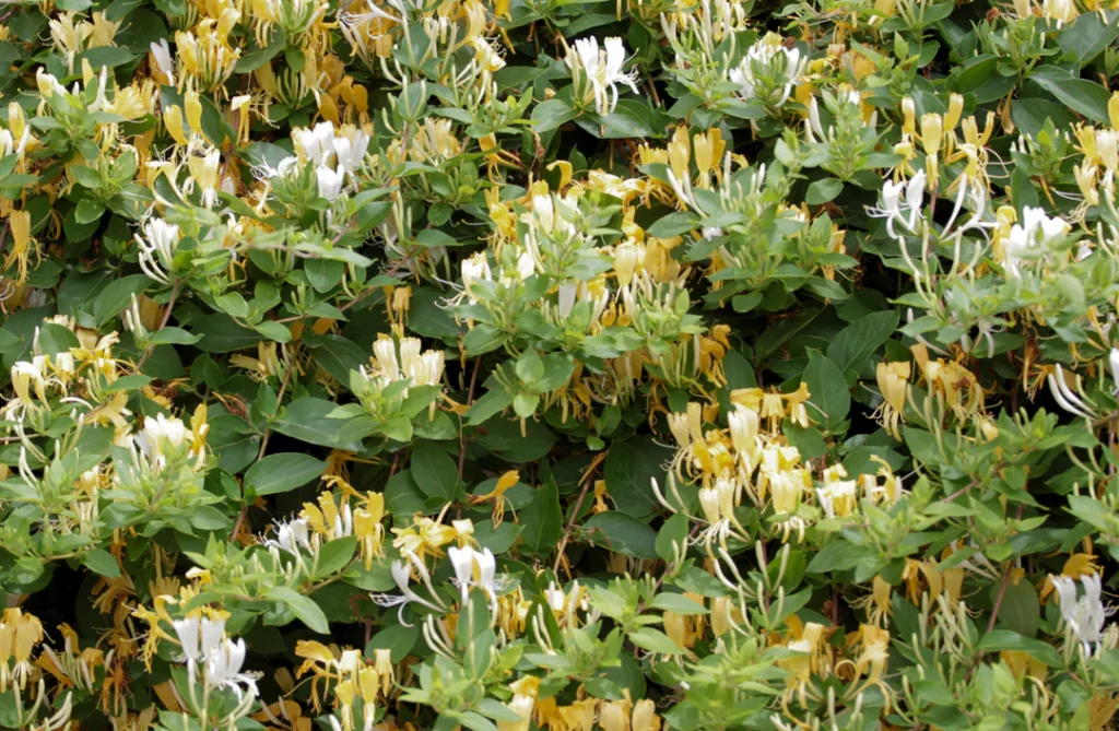 Zimolez Henryův (Lonicera henryi)