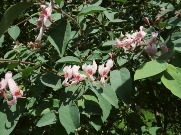 Zimolez Korolkovův (Lonicera korolkowii)
